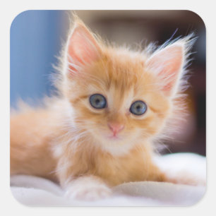 Sticker Carré Chat mignon avec des yeux bleus