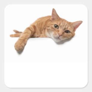 Sticker Carré Chat Orange Posé En Bas