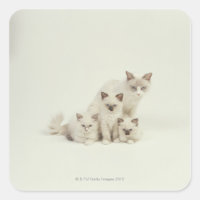 Chat Ragdoll femelle avec chatons