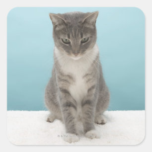 Sticker Carré Chat regardant la souris sur le tapis