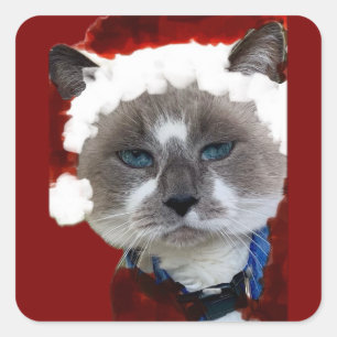 Sticker Carré Chat Santa Claws Noël Maureen Girard Oeil Bleu 