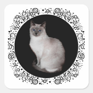 Sticker Carré Chat siamois aux yeux bleus