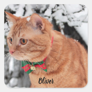 Sticker Carré Chat Tabby orange dans la neige