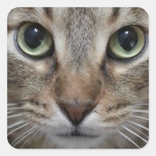 Sticker Carré Chat tigré Brown