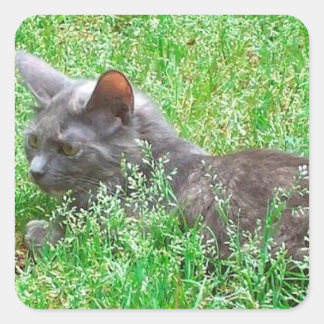 Sticker Carré Chat Tortie gris