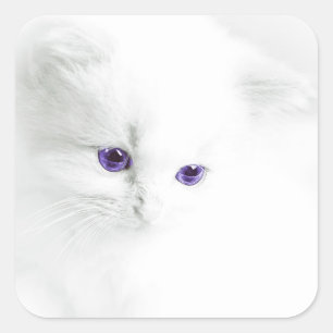 Sticker Carré Chaton blanc mou avec les yeux pourpres