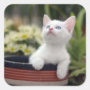 Sticker Carré Chaton blanc turc