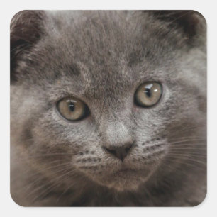 Sticker Carré Chaton bleu russe