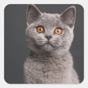 Sticker Carré Chaton britannique de Shorthair (3 mois)
