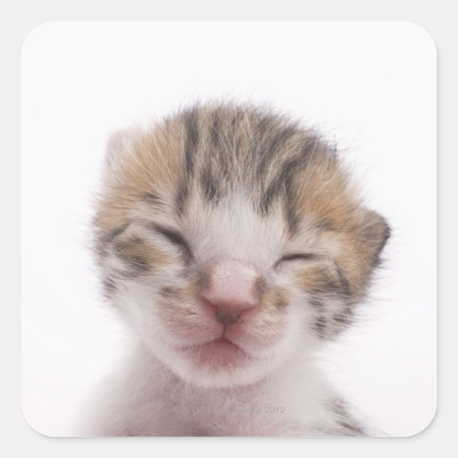 Sticker Carré Chaton dormant, gros plan de la tête (Devant)