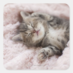 Sticker Carré Chaton dormant sur la serviette