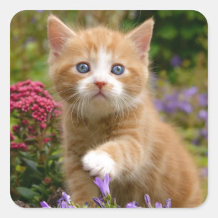 Sticker Carré Chaton mignon de gingembre dans un jardin