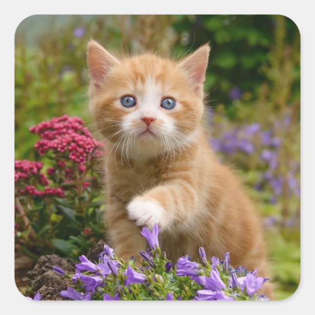 Sticker Carré Chaton mignon de gingembre dans un jardin (Devant)