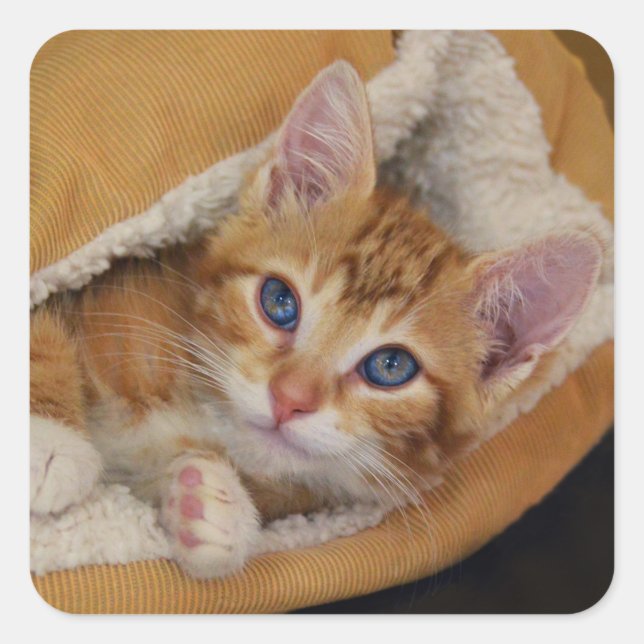 Sticker Carré Chaton Orange Tuced Dans Lit (Devant)
