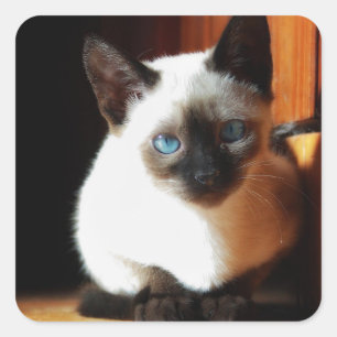 Sticker Carré Chaton siamois