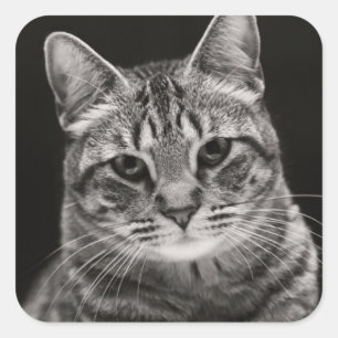 Sticker Carré Chaton tigré noir