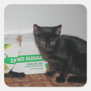 Sticker Carré Chatons