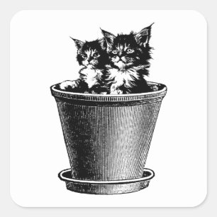Sticker Carré Chats Chatons Chatons En Pot Fleur Animaux Animaux