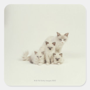 Sticker Carré Chatte de Ragdoll femelle avec chatons