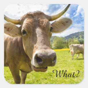 Sticker Carré Cheeky "Quoi ?" Vache