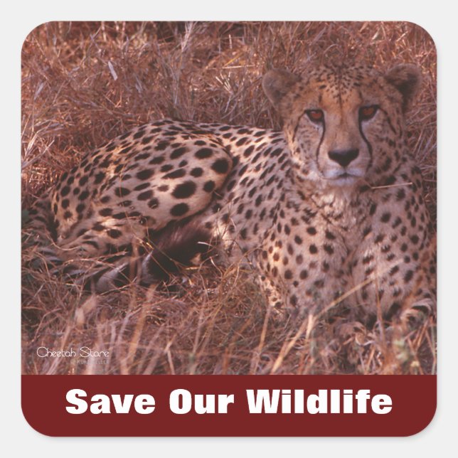 Sticker Carré Cheetah Stare Sauvez Notre Faune (Devant)