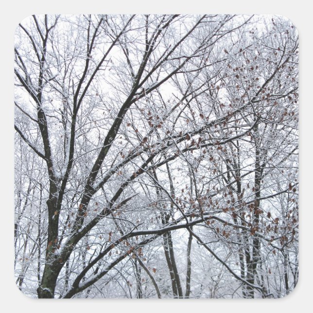 Sticker Carré Chêne couvert de neige (Devant)