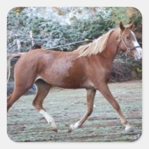 Sticker Carré Cheval Arabe fonctionnant librement sur le