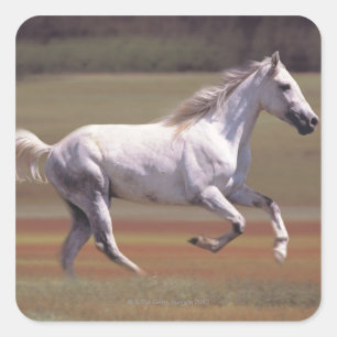 Sticker Carré Cheval blanc courant dans le champ