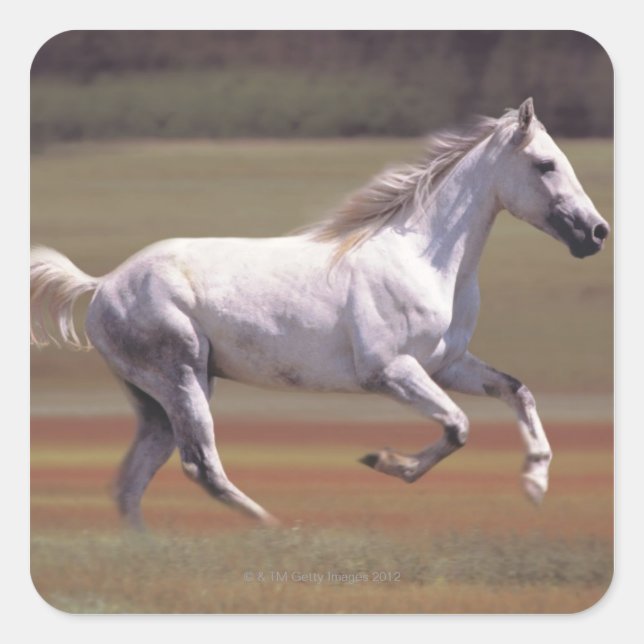 Sticker Carré Cheval blanc courant dans le champ (Devant)