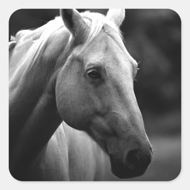 Sticker Carré Cheval blanc noir (Devant)