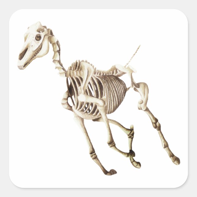 Sticker Carré Cheval de course Squelette (Devant)