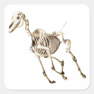 Sticker Carré Cheval de course Squelette