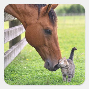 Sticker Carré Cheval de ferme avec chat tigré