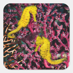Sticker Carré Cheval de mer commun   Hippocampus Taeniopterus