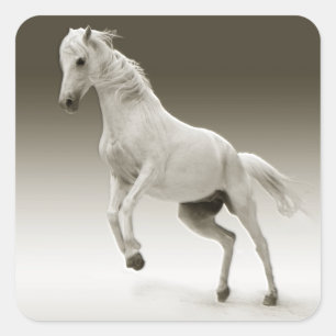 Sticker Carré Cheval Equestre Blanc Mare