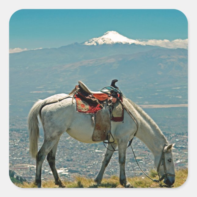 Sticker Carré Cheval & volcan, Quito, Equateur (Devant)