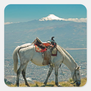 Sticker Carré Cheval & volcan, Quito, Equateur
