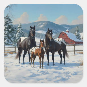 Sticker Carré Chevaux Appaloosa noirs sur une ferme en hiver