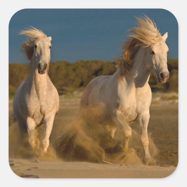 Sticker Carré Chevaux Blancs Courant Sur La Plage | Camargue, Fr (Devant)