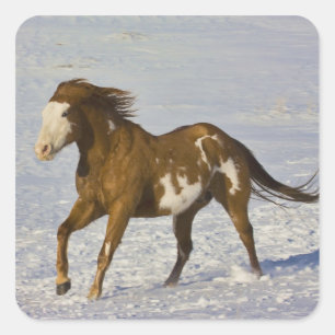 Sticker Carré Chevaux courant dans la neige