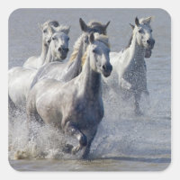 Chevaux de Camargue courant sur marais pour traver