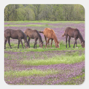 Sticker Carré Chevaux de Thoroughbred dans le champ de fleurs d'