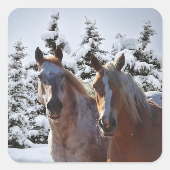Sticker Carré Chevaux en Noël des Fêtes de Neige (Devant)