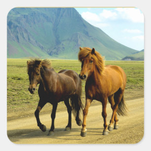 Sticker Carré Chevaux islandais