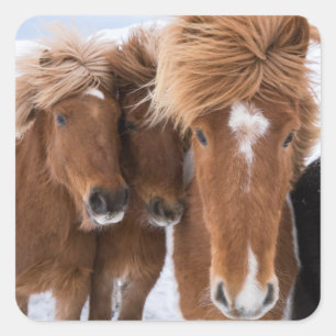 Sticker Carré Chevaux islandais se blottissent, Islande