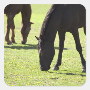 Sticker Carré Chevaux pâturant 2