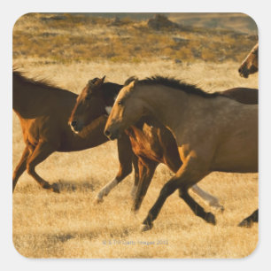 Sticker Carré Chevaux sauvages