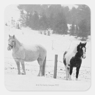 Sticker Carré Chevaux sur le ranch