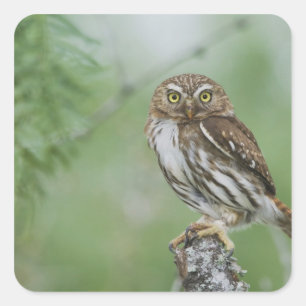 Sticker Carré Chevêchette brune, Glaucidium brasilianum, 3