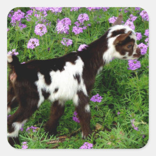 Sticker Carré Chèvre naine nigériane flashy Kid en fleurs violet